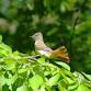 Anthony Zemba: Birding Walk
