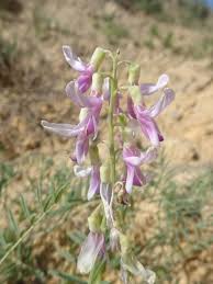 Image result for Astragalus