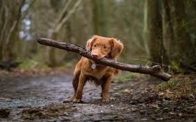 We did not find results for: Animal Shelters In Bangalore That Everyone Should Know Whatshot Bangalore