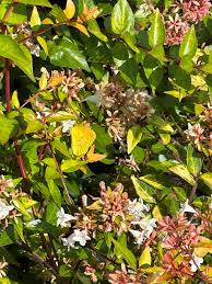 Image result for Berlinia grandiflora