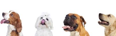 Todos ellos en su condición de. Los Perros De Raza Blog Kiwoko