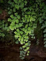 Image result for Adiantaceae