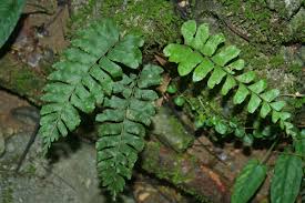 Image result for Asplenium normale