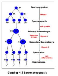 Check spelling or type a new query. 4 Reproduksi Sel Belajar Biologi Bersama Bu Hesti