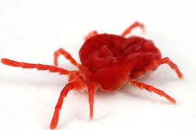 Image result for red mite