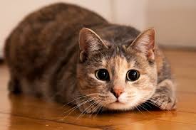 Maybe you would like to learn more about one of these? Jangan Keliru Ini Perbedaan Kucing Jantan Dan Betina Halaman All Kompas Com