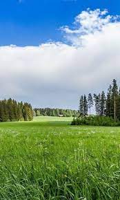 27 Wallpaper Pemandangan Alam Full Hd Oppo F7 Wallpapers Hd Download Wallpaper Forest Trees Shrubs Houses Streams Green Tạo Cảnh Quan Hinh Nền Phong Cảnh