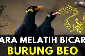 Tips Panduan Melatih Burung Beo Bisa Bicara: Mulai Kata Sederhana Agar  Mudah Diingat - Timenews