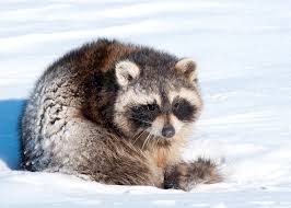 Der garten im dezember gartenbuddelei. Igel Waschbar Co Jetzt Ist Zeit Fur Den Winterschlaf Willkommen In Franks Kleinem Garten