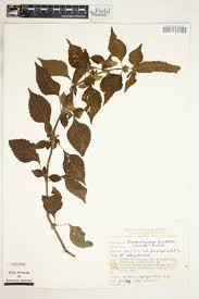 Image result for Achyrospermum schimperi