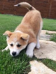 Shiba Inu Yavrulari Home Facebook