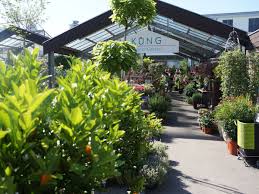 Pflanzenversand mit großer auswahl ? Blumen Und Gartencenter In Frauenfeld Winterthur Blumengarten Kung