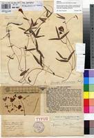 Image result for Sphenostylis briartii