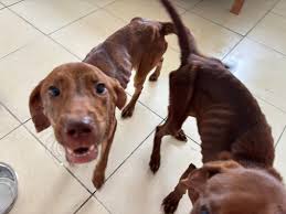 Dogs at Wyatt Chambers house currently(few weeks ago). Starving pregnant  female