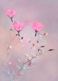 so sweet and pretty flores bonitas amor flores flores fotografia