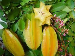 Apres Avoir Vu Ces Photos Vous Ne Verrez Plus Jamais Ces Aliments De La Meme Maniere Savez Vous Comment Ils Pous Carambole Fruit Fruits Tropicaux Carambole