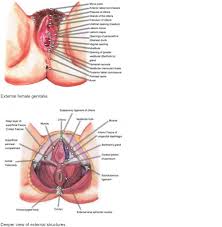 Medscape Coverage of the Penis and Clitoris | by Jessica Pin | Medium