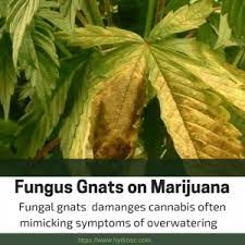 Fungus gnats are almost always an indication of moist conditions in your grow room, and usually occur when cannabis plants as fungal spores are around us everywhere pretty much all the time, all gnats need are wet conditions and organic matter to appear. Kill Fungus Gnats Easily Get Rid Of Fungus Gnats On Marijuana