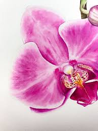 Orchid Flower In Watercolor Level 3 4 Today S Youtube Video Maria Raczynska On Patreon Orchids Painting Flower Drawing Flower Painting