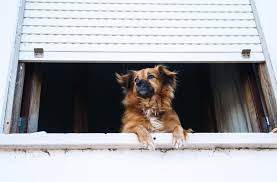 Baking soda neutralizes the itchiness and relaxes the inflamed area. How To Stop A Dog From Licking His Paws Raw Born For Pets