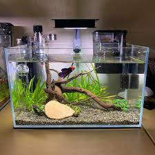 Simply Wood Betta Fish Tank Setup In 2020 Betta Fish Tank Betta Fish Fish Tank