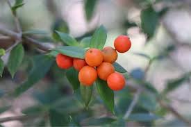 Image result for Alyxia ruscifolia