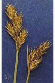 Image result for Carex leptosaccus