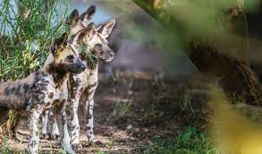 Wonderfully Wild The Living Desert Zoo And Gardens Vacation Usa California Travel Deserts Of The World