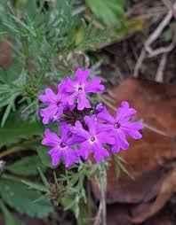 Image result for Verbena aristigera