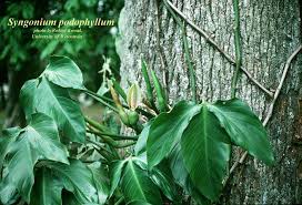 Image result for Syngonium podophyllum