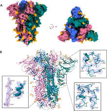 Live with mom, grandmother, and cat (named princess). Structure Based Design Of A Highly Stable Covalently Linked Sars Cov 2 Spike Trimer With Improved Structural Properties And Immunogenicity Biorxiv