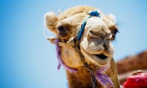There is a limit in how fast your body can absorb protein, but any excess protein will simply reside if we assume the final goal is health, you can consume a fair amount per sitting as the gut will tend to slow down absorption and feast happily on. 10 Crazy Facts About Camels Listverse