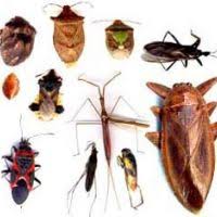 Check spelling or type a new query. Comment Se Debarrasser Des Punaises De Lit Naturellement Guide Huiles Essentielles