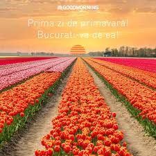 Sie wollen blumen online verschicken? Goodmorning Suceava Locuri De Munca In Olanda Startseite Facebook