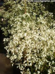 Image result for Euphorbia kilwana