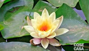 Visualizza altre idee su fiori, piante, ninfee. Piante Acquatiche Varieta Per Laghetto Stagno O Vasca Artificiale Cose Di Casa
