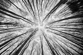 Linea mark that spans a distance between two points (orthe path of a moving point) 2. The Cardinal Viewpoint Elements Of Art In Photography