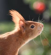 Heikeadam Eichhornchen Blog Eichhornchen Acrylmalerei Tiere Tiere Wild