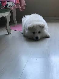 Samoyed Yavrularimiz Satilik Samoyed Yavrularimiz Satilik Kopek Kopekseverler Kopeksahiplendirme Kopekyavrusu Evcilhayva Samoyed Kopek Evcil Hayvanlar