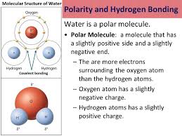 Water is considered a polar molecule because it has a perceptible electromagnetic field that's grouped around a positive and a negative pole, like a magnet. The Science Of Water In The Living World Water Is A Polar Molecule Polar Molecule A Molecule That Has A Slightly Positive Side And A Slightly Negative Ppt Download