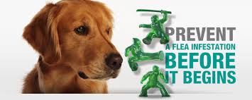 Frontline is finally returning to world of tanks, kicking off on february 11. Is Frontline Plus Still Effective In 2020 Bestvetcare