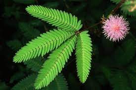 Pin On Herbal Tea