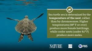 In the eastern pacific, large hawksbill populations have been found in mangrove estuaries. Sea Turtle Fact Sheet Blog Nature Pbs