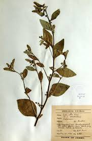 Image result for Sida alba