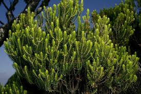 Image result for Erica mannii