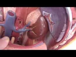 Milz Lochners Anatomie Kompakt Youtube
