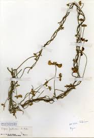 Image result for Vigna frutescens