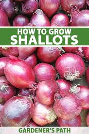 Small onion, 1660s, shortened from eschalot, from french échalote, from french eschalotte, from old french eschaloigne, from vulgar latin *escalonia (see scallion). How To Plant And Grow Shallots Gardener S Path