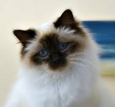Magnifique Sacre De Birmanie Races De Chats Photo Chat Sacre De Birmanie