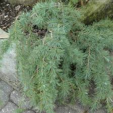 Check spelling or type a new query. Blue Snake Dwarf Deodar Cedar Cedrus Deodara Blue Snake In Columbus Dublin Delaware Grove City Gahanna Bexley Ohio Oh At Oakland Nurseries Inc